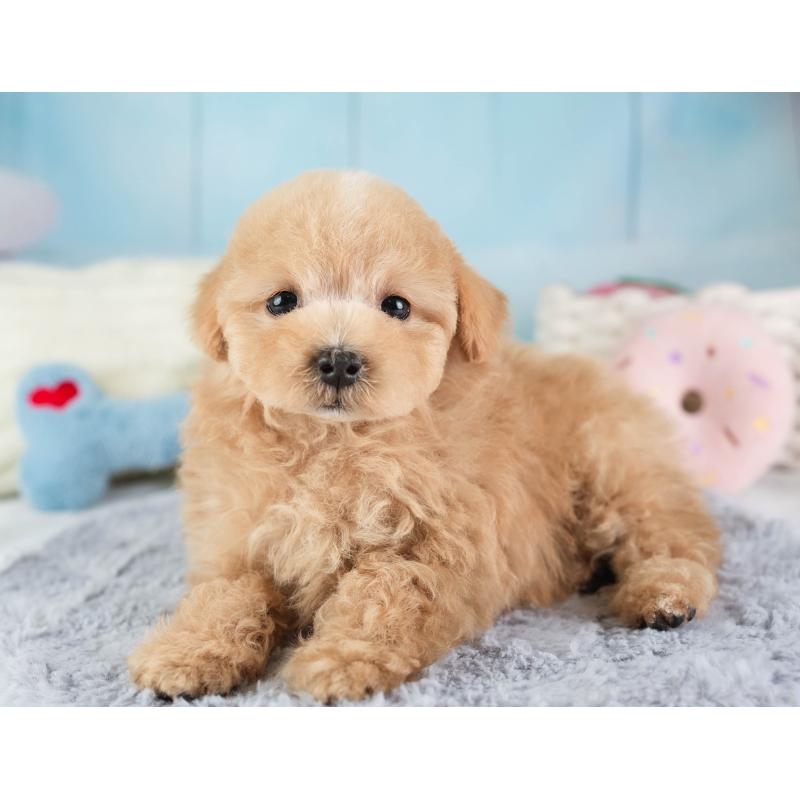 販売中の埼玉県のマルプー:マルチーズ×トイプードル-449700の4枚目