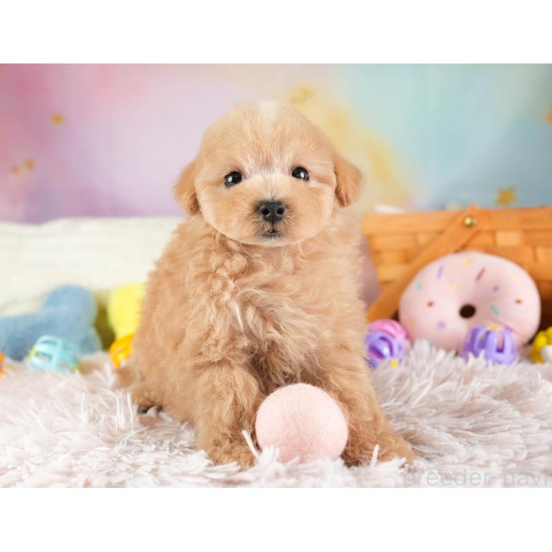 販売中の埼玉県のマルプー:マルチーズ×トイプードル-449700の3枚目