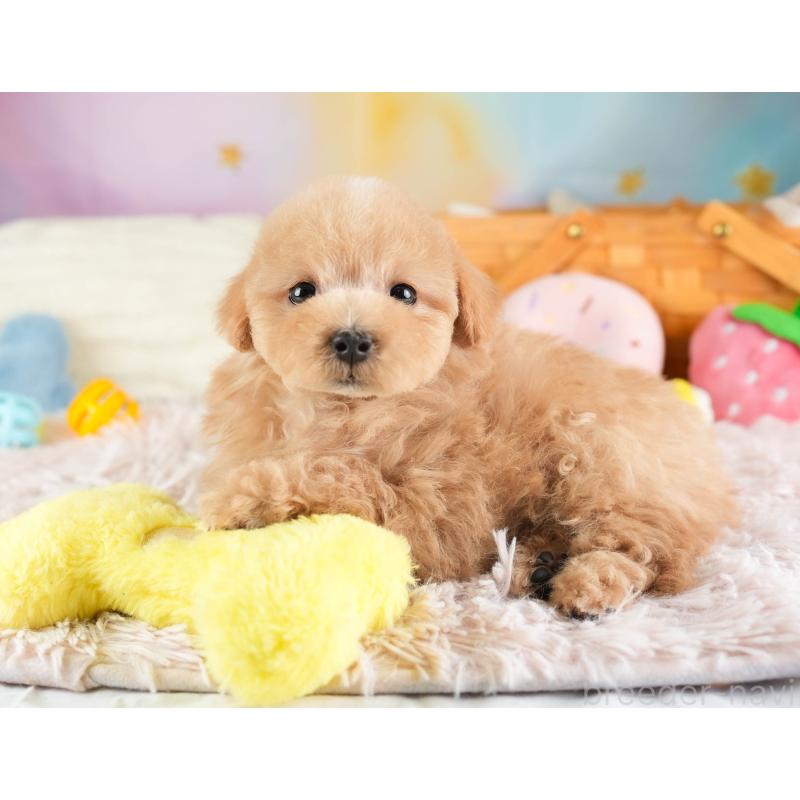 販売中の埼玉県のマルプー:マルチーズ×トイプードル-449700の2枚目