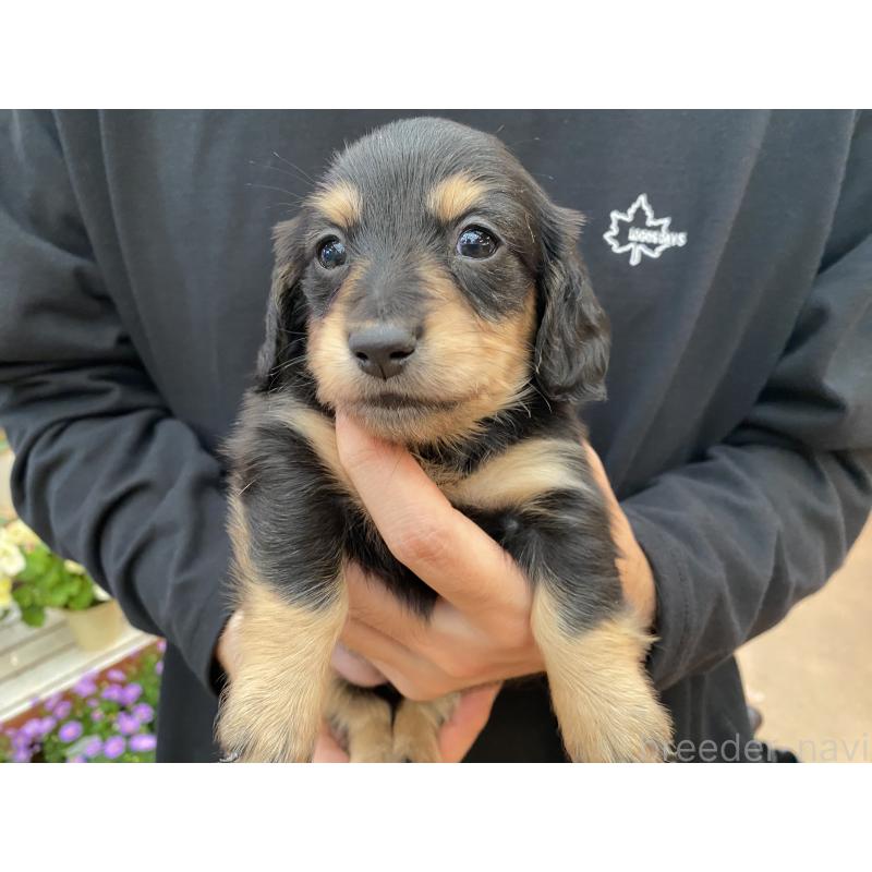 販売中の沖縄県のミニチュアダックスフンド(ロングヘアード)-449703の5枚目