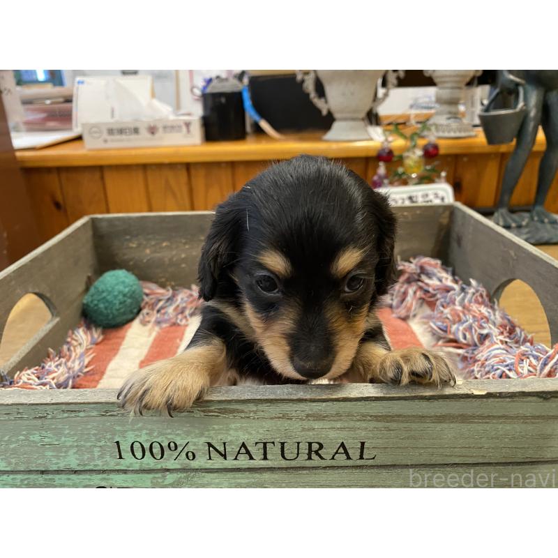 販売中の沖縄県のミニチュアダックスフンド(ロングヘアード)-449703の4枚目