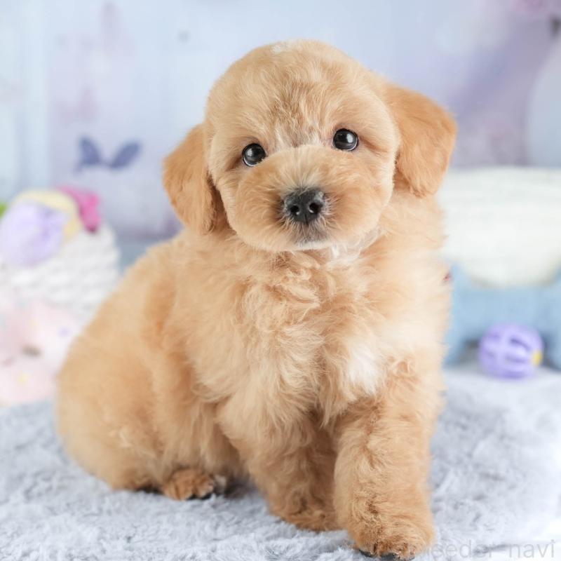 販売中の埼玉県のマルプー:マルチーズ×トイプードル-449702