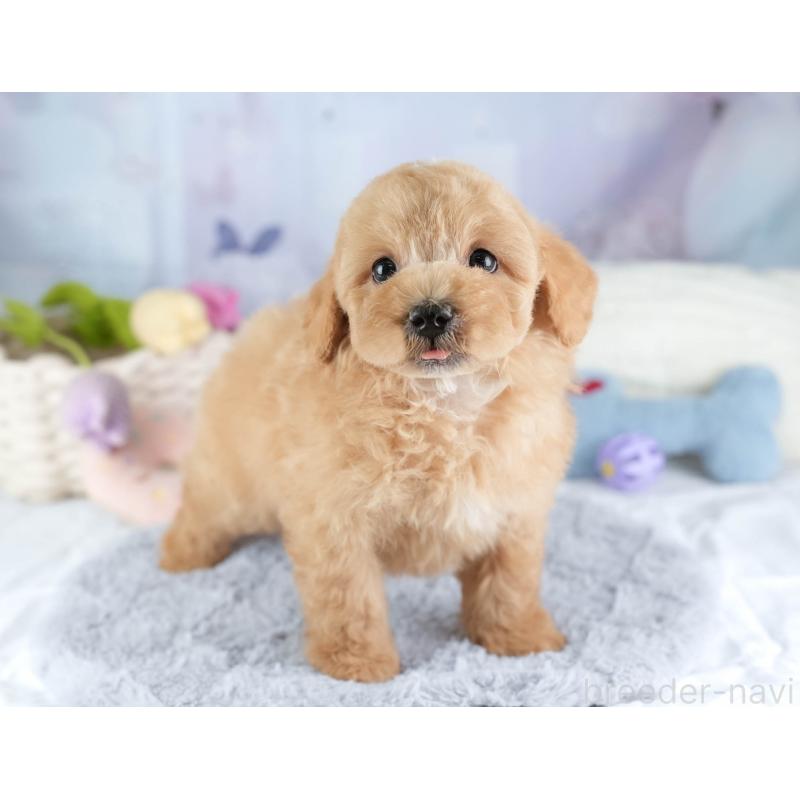 販売中の埼玉県のマルプー:マルチーズ×トイプードル-449702の10枚目