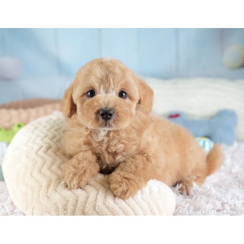 販売中の埼玉県のマルプー:マルチーズ×トイプードル-449702の9枚目