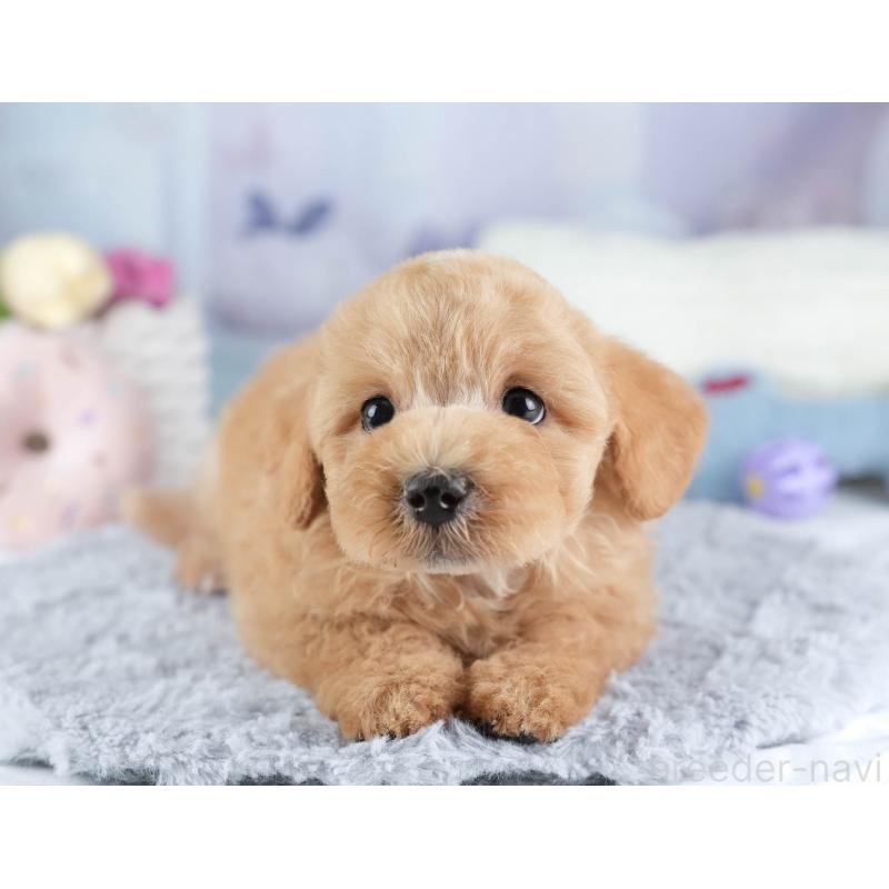 販売中の埼玉県のマルプー:マルチーズ×トイプードル-449702の8枚目