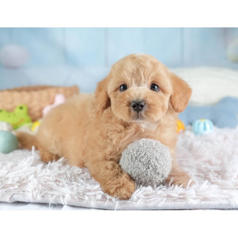 販売中の埼玉県のマルプー:マルチーズ×トイプードル-449702の7枚目