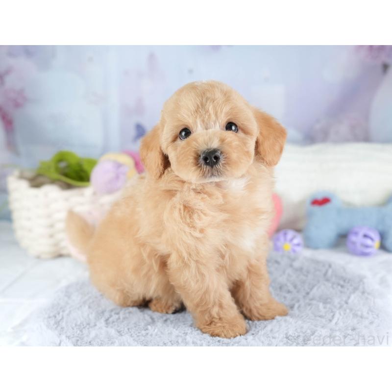 販売中の埼玉県のマルプー:マルチーズ×トイプードル-449702の6枚目