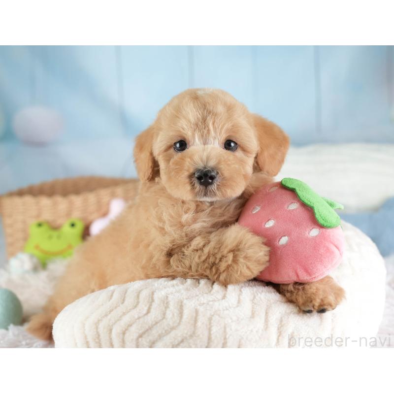 販売中の埼玉県のマルプー:マルチーズ×トイプードル-449702の5枚目