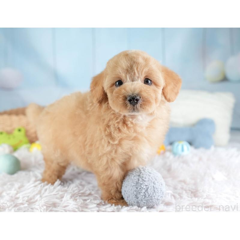 販売中の埼玉県のマルプー:マルチーズ×トイプードル-449702の4枚目