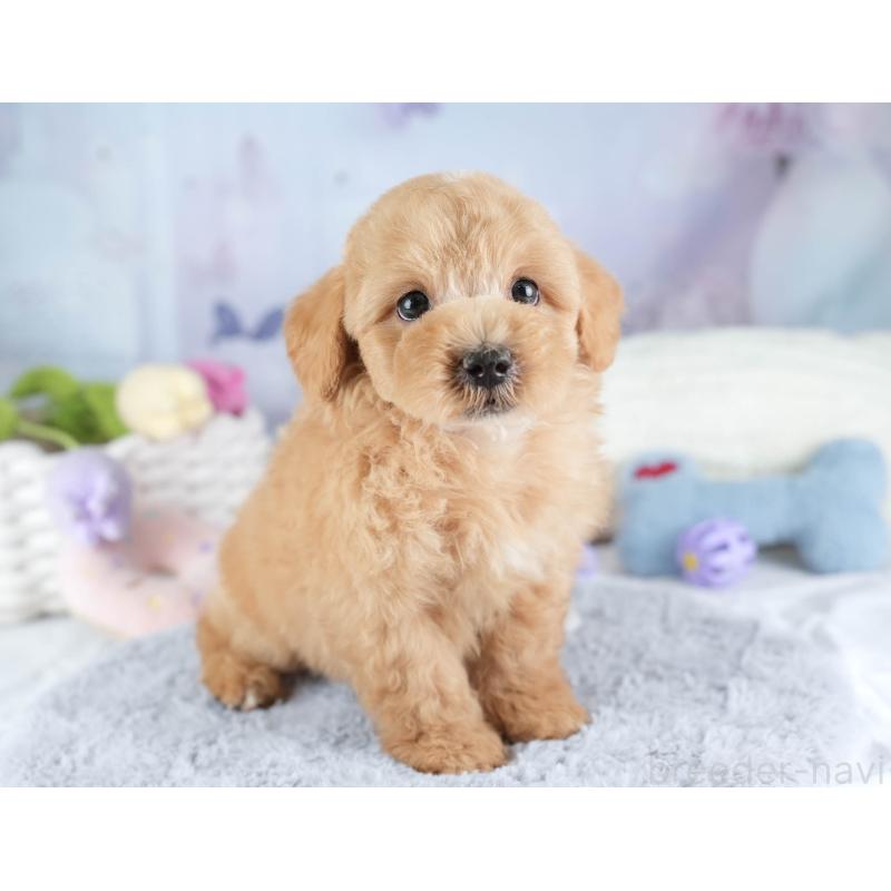 販売中の埼玉県のマルプー:マルチーズ×トイプードル-449702の3枚目