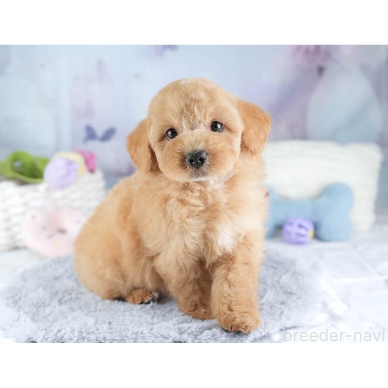 販売中の埼玉県のマルプー:マルチーズ×トイプードル-449702の2枚目