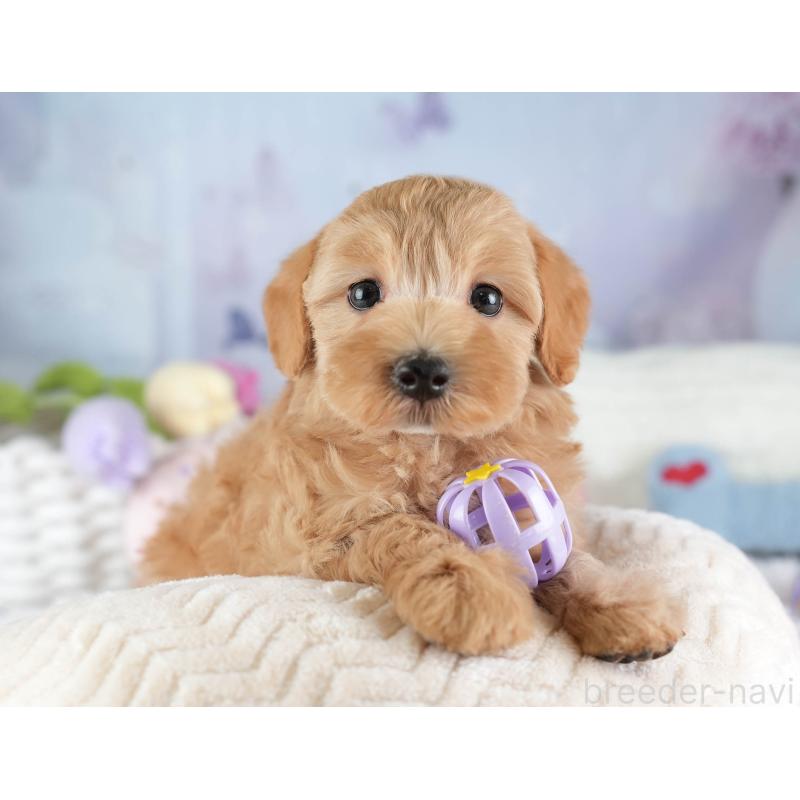 販売中の埼玉県のマルプー:マルチーズ×トイプードル-449704の9枚目