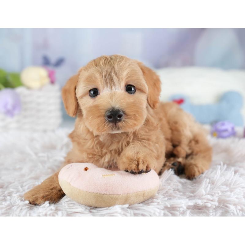 販売中の埼玉県のマルプー:マルチーズ×トイプードル-449704の7枚目