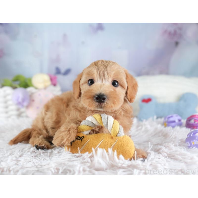 販売中の埼玉県のマルプー:マルチーズ×トイプードル-449704の5枚目