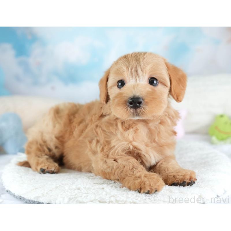 販売中の埼玉県のマルプー:マルチーズ×トイプードル-449704の2枚目