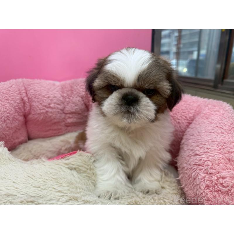 販売中の東京都のシーズー-449707の18枚目