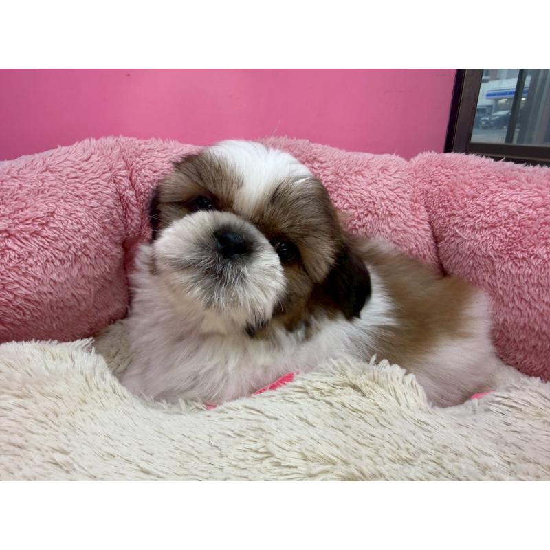 販売中の東京都のシーズー-449707の17枚目