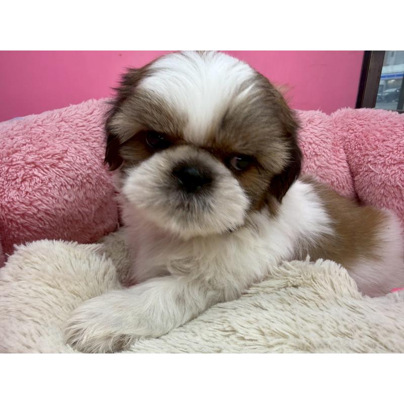 販売中の東京都のシーズー-449707の15枚目