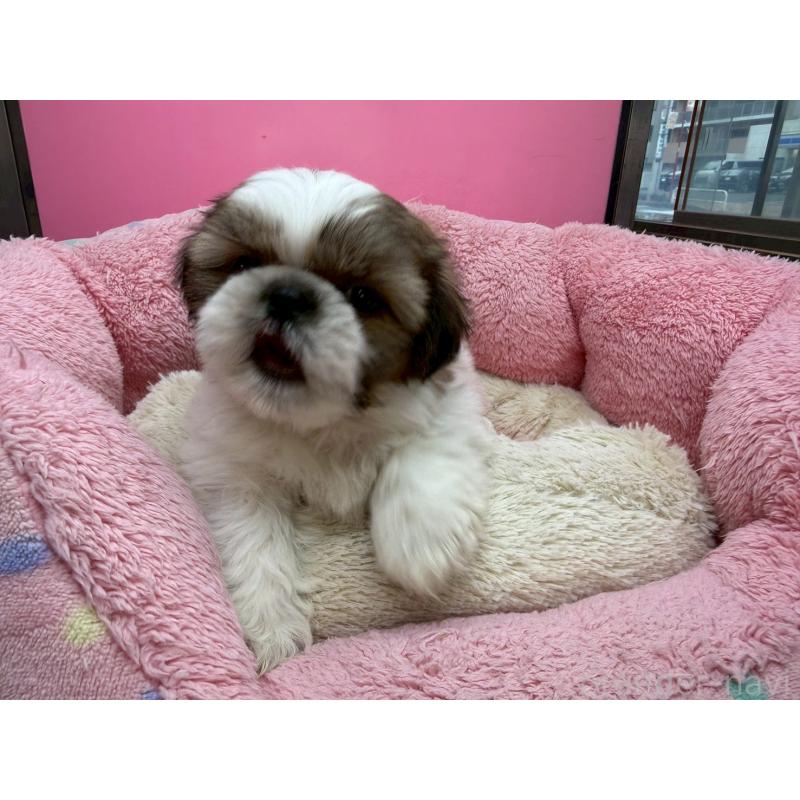 販売中の東京都のシーズー-449707の14枚目