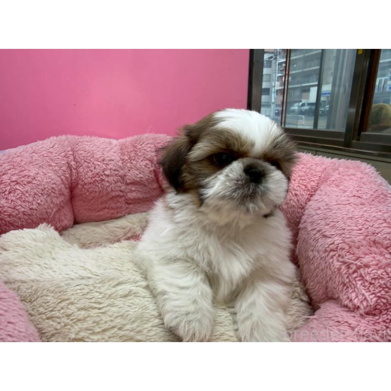 販売中の東京都のシーズー-449707の13枚目