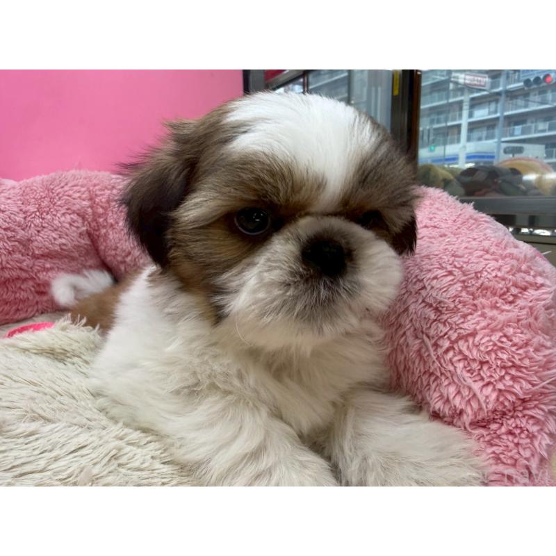 販売中の東京都のシーズー-449707の12枚目