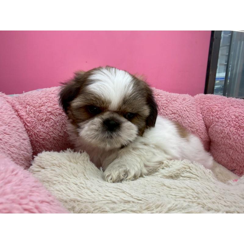 販売中の東京都のシーズー-449707の11枚目