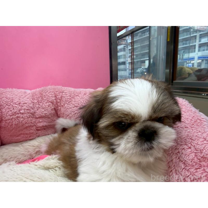 販売中の東京都のシーズー-449707の10枚目