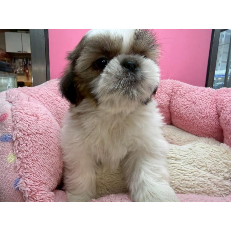 販売中の東京都のシーズー-449707の9枚目