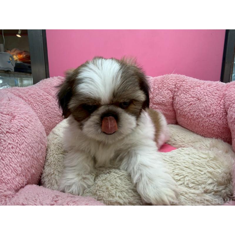 販売中の東京都のシーズー-449707の1枚目