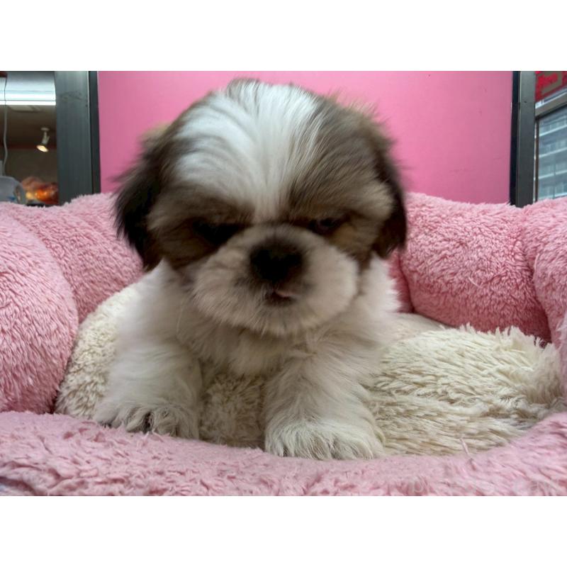 販売中の東京都のシーズー-449707の8枚目