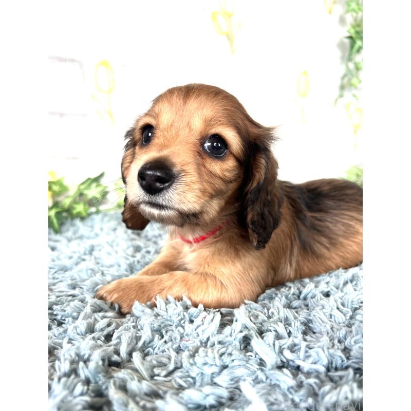 販売中の埼玉県のミニチュアダックスフンド(ロングヘアード)-449708の14枚目