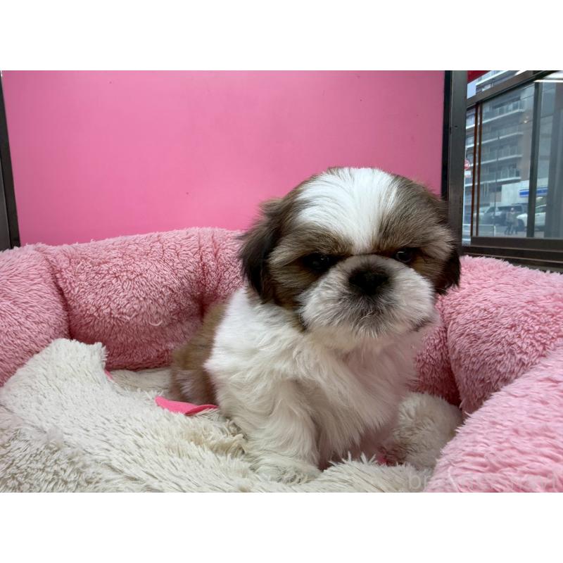 販売中の東京都のシーズー-449707の7枚目