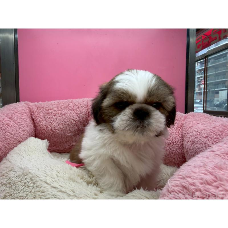 販売中の東京都のシーズー-449707の6枚目