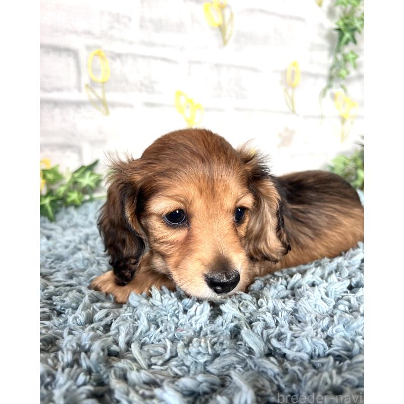 販売中の埼玉県のミニチュアダックスフンド(ロングヘアード)-449708の13枚目