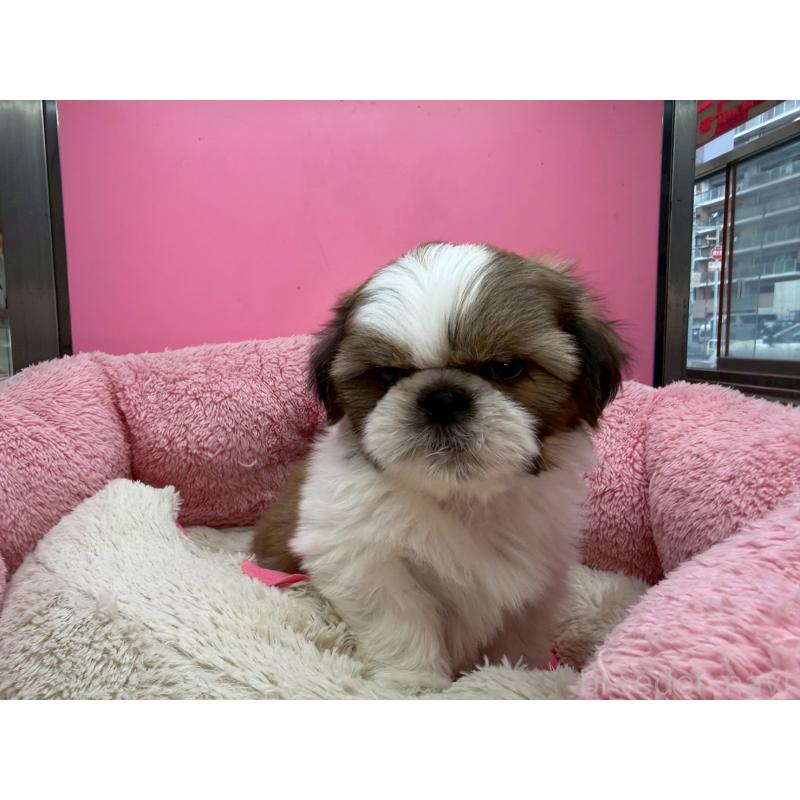 販売中の東京都のシーズー-449707の5枚目