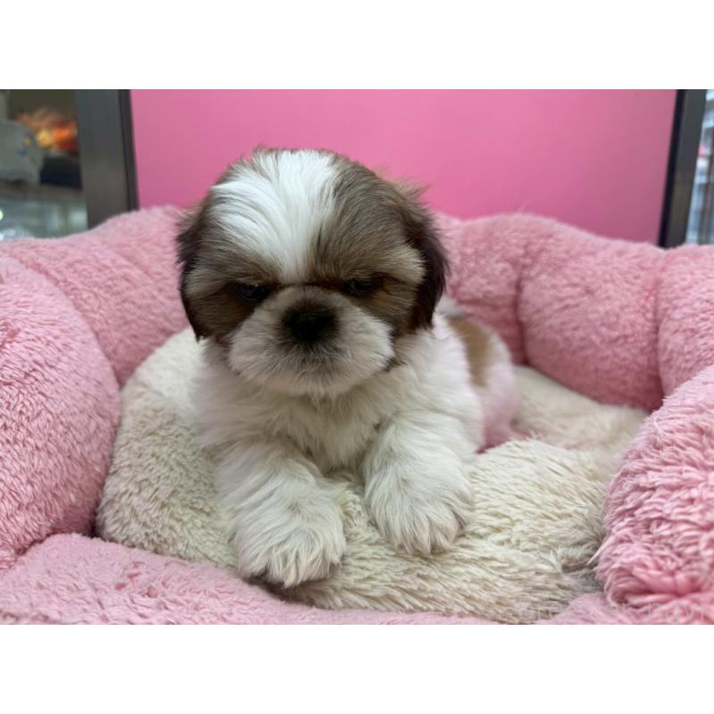 販売中の東京都のシーズー-449707の4枚目