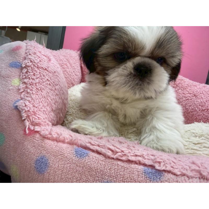 販売中の東京都のシーズー-449707の3枚目