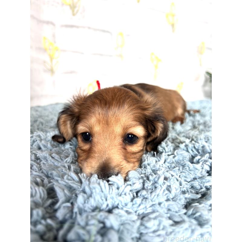 販売中の埼玉県のミニチュアダックスフンド(ロングヘアード)-449708の12枚目