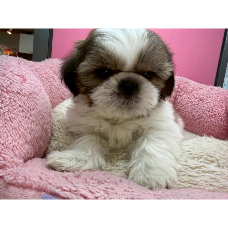 販売中の東京都のシーズー-449707の2枚目