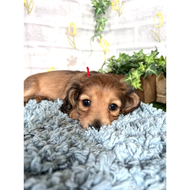 販売中の埼玉県のミニチュアダックスフンド(ロングヘアード)-449708の11枚目