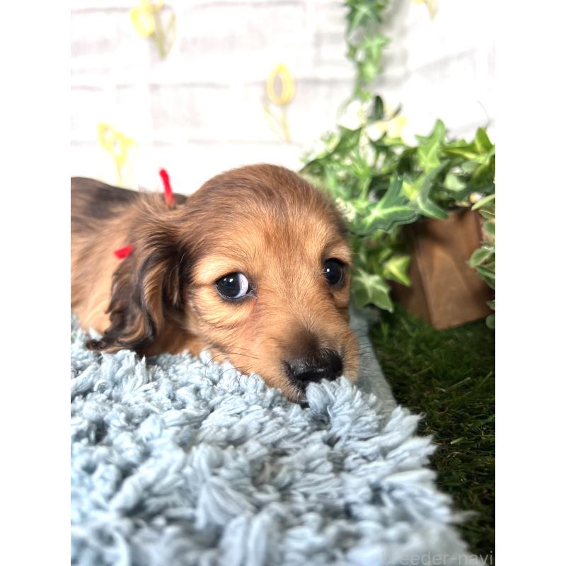 販売中の埼玉県のミニチュアダックスフンド(ロングヘアード)-449708の10枚目