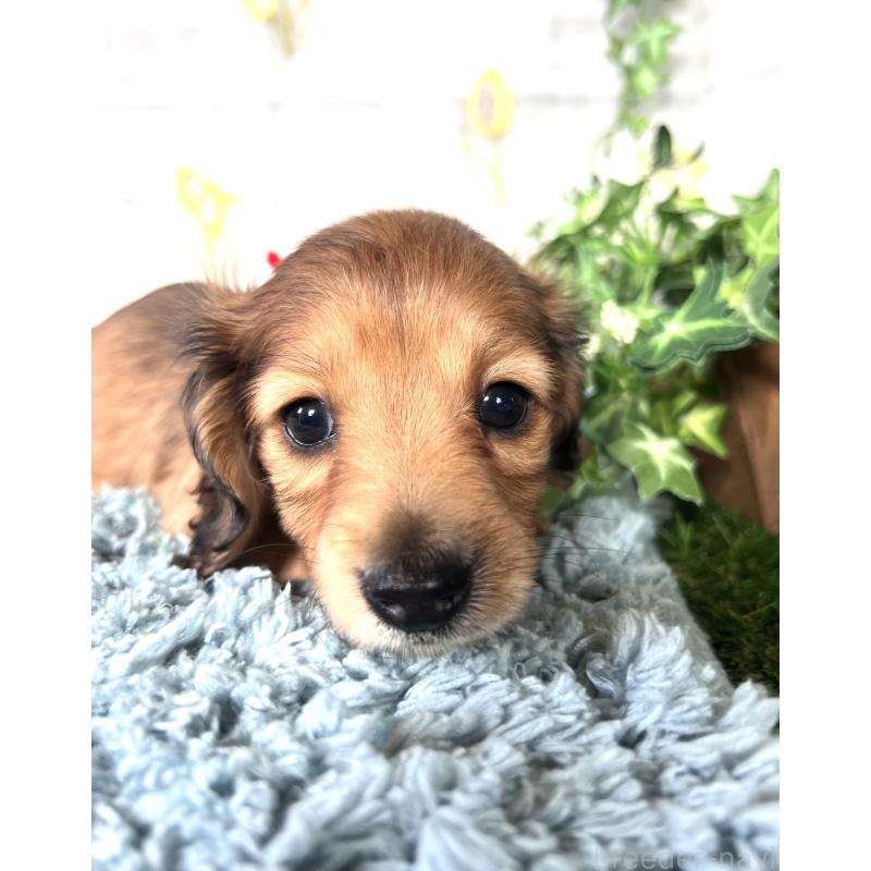 販売中の埼玉県のミニチュアダックスフンド(ロングヘアード)-449708の9枚目