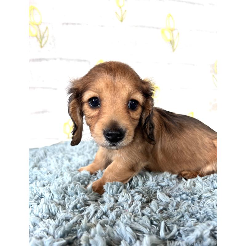 販売中の埼玉県のミニチュアダックスフンド(ロングヘアード)-449708の8枚目