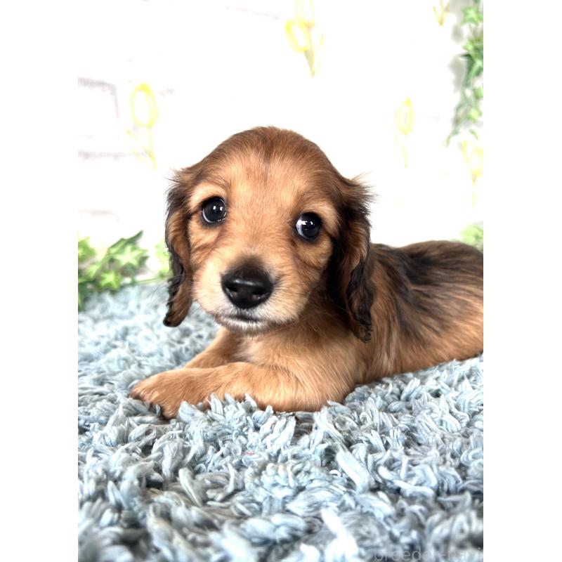 販売中の埼玉県のミニチュアダックスフンド(ロングヘアード)-449708の7枚目