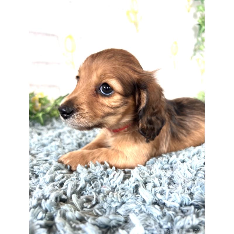 販売中の埼玉県のミニチュアダックスフンド(ロングヘアード)-449708の6枚目