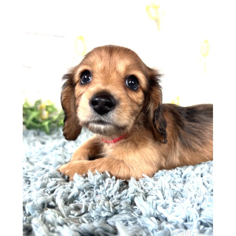 販売中の埼玉県のミニチュアダックスフンド(ロングヘアード)-449708の4枚目