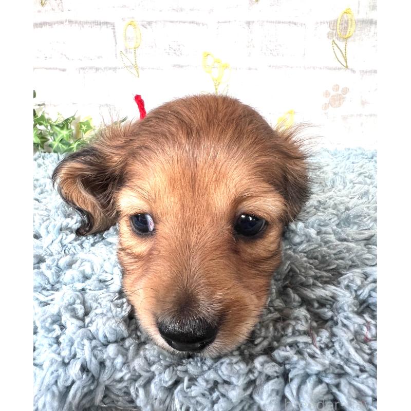 販売中の埼玉県のミニチュアダックスフンド(ロングヘアード)-449708の3枚目