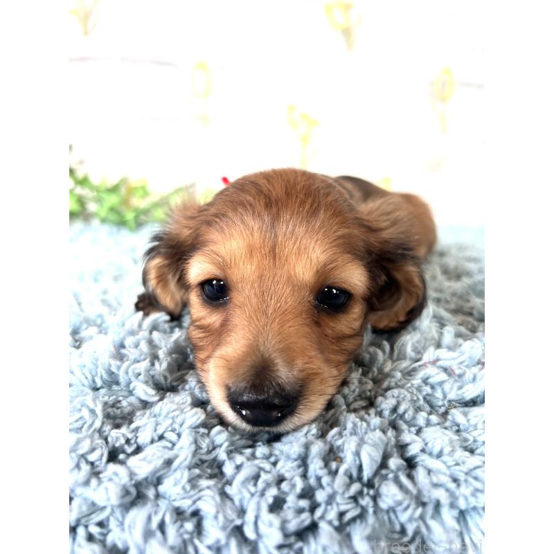 販売中の埼玉県のミニチュアダックスフンド(ロングヘアード)-449708の2枚目