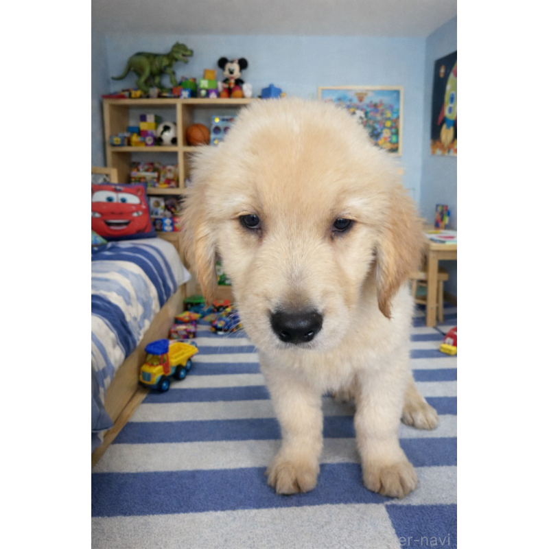 販売中の千葉県のゴールデンレトリーバー-449710の2枚目