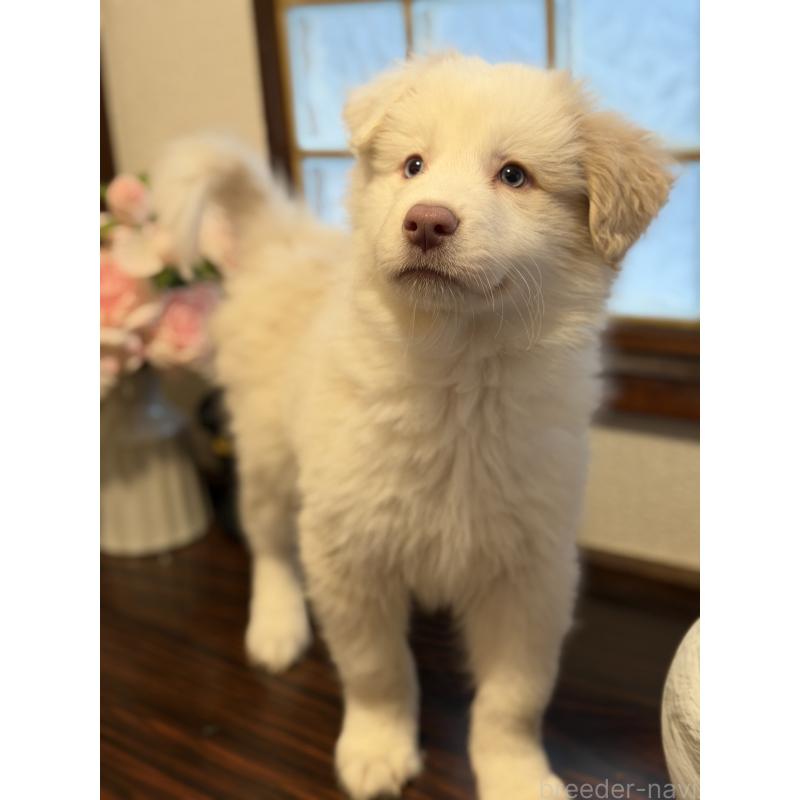 販売中の埼玉県のボーダーコリー-449507の5枚目